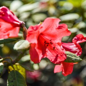 RHODODENDRON, RED DRAGON, GRIERSONIANUM X THOMS, ERICACEAE - 3073