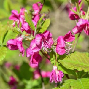 RHODODENDRON, ALBRECHTII, ERICACEAE, GIAPPONE - 3075