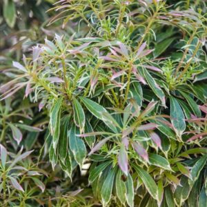 PIERIS, JAPONICA, VARIEGATA, ERICACEAE - 3078
