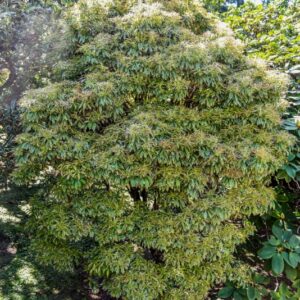 PIERIS, JAPONICA, VARIEGATA, ERICACEAE - 3077