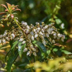 PIERIS, FORNOSA, FORRESTII, ERICACEAE - 3080