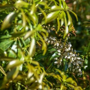 PIERIS, FORNOSA, FORRESTII, ERICACEAE - 3081