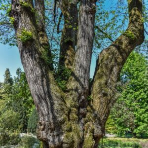 CASTANEA SATIVA, CASTAGNO, FAGACEAE - 3082