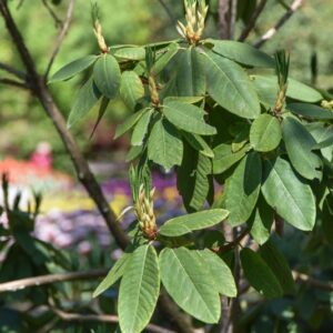 RHODODENDRON, HYB CORNUBIA, ERICACEAE - 3084