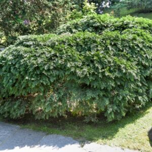 CHAMAECYPARIS, LAWSONIANA, NIDIFORMIS, CUPRESSACEAE - 3088