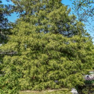 CHAMAECYPARIS, PISIFERA, FILIERA AUREA, CUPRESSACEAE - 3086