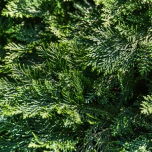 CHAMAECYPARIS, LAWSONIANA, NIDIFORMIS, CUPRESSACEAE - 3089