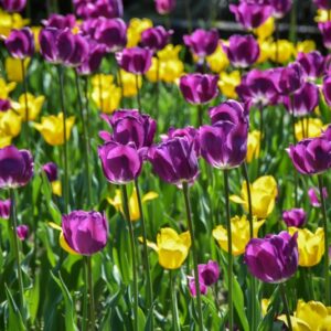 TULIPA, TULIPANO, YOKOAMA, NEGRITA, LILIACEAE - 3093