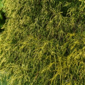 CHAMAECYPARIS, LAWSONIANA, PISIFERA, FILIERA AUREA, CUPRESSACEAE - 3092
