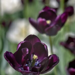 TULIPA, TULIPANO, QUEEN OF NIGHT, LILIACEAE - 3094