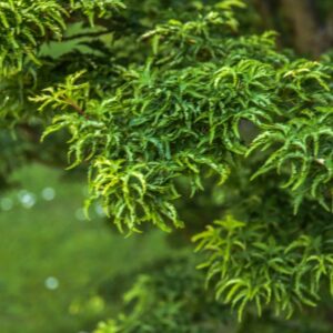 ACER, PALMATUM, RIBSCIFOLIUM, ACERACEAE - 3096