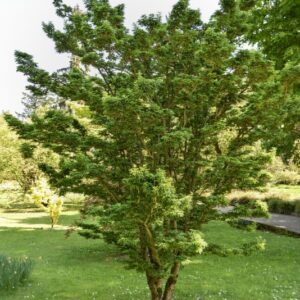 ACER, PALMATUM, RIBSCIFOLIUM, ACERACEAE - 3097