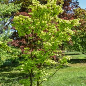 ACER, SHIRASAWANUM AUREUM, ACERACEAE- 3099