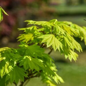 ACER, SHIRASAWANUM AUREUM, ACERACEAE - 3100