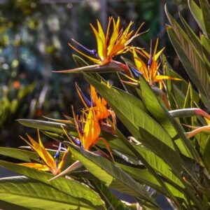 STRELITZIA REGINAE, MUSACEAE, SUD AFRICA - 3101