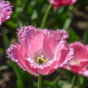 TULIPA, TULIPANO, FANCY FRILLS, LILIACEAE - 3105