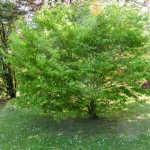 ACER, CARPINIFOLIUM, ACERACEAE, GIAPPONE - 3103