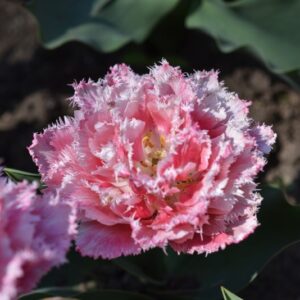 TULIPA, TULIPANO,QUEENLAND, LILIACEAE - 3108