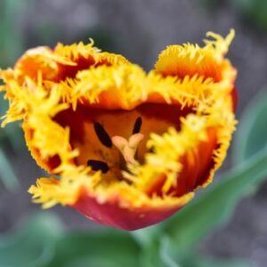 TULIPA, TULIPANO, DAVENPORT, LILIACEAE - 3110