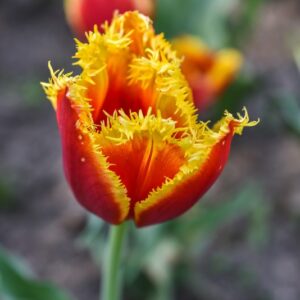 TULIPA, TULIPANO, DAVENPORT, LILIACEAE - 3111
