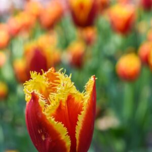 TULIPA, TULIPANO, DAVENPORT, LILIACEAE - 3112