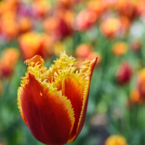 TULIPA, TULIPANO, DAVENPORT, LILIACEAE - 3113