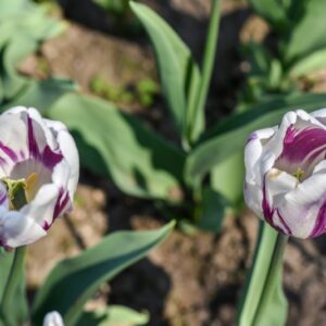 TULIPA, TULIPANO, FLAMING FLAG, LILIACEAE - 3115