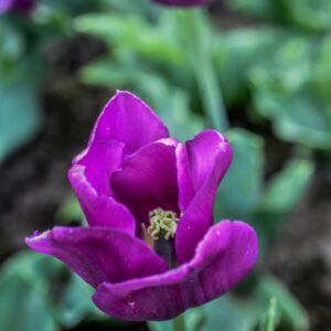 TULIPA, TULIPANO, BLUE BEAUTY, LILIACEAE - 3120