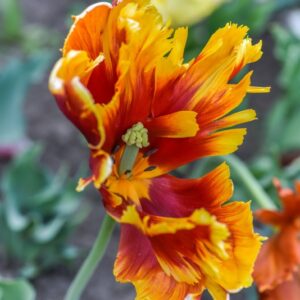 TULIPA, TULIPANO, PAPPAGALLI, LILIACEAE - 3123