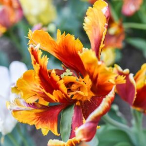 TULIPA, TULIPANO, PAPPAGALLI, LILIACEAE - 3124