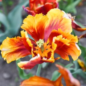 TULIPA, TULIPANO, PAPPAGALLI, LILIACEAE - 3125