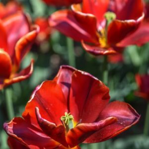 TULIPA, TULIPANO, ABRA, LILIACEAE - 3127