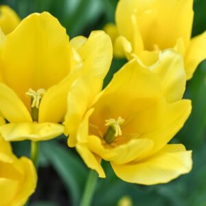 TULIPA, TULIPANO, GOLDEN PARADE, LILIACEAE - 3130