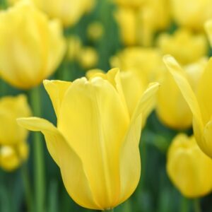 TULIPA, TULIPANO, GOLDEN PARADE, LILIACEAE - 3131