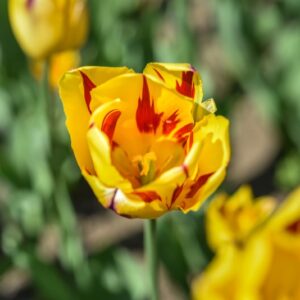 TULIPA, TULIPANO, MICKEY MOUSE, LILIACEAE - 3134