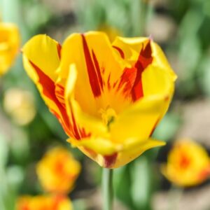 TULIPA, TULIPANO, MICKEY MOUSE, LILIACEAE - 3135