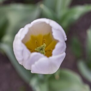 TULIPA, TULIPANO, PAY BAS, LILIACEAE - 3137