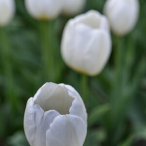 TULIPA, TULIPANO, PAY BAS, LILIACEAE - 3138