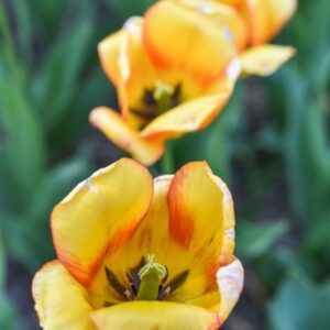 TULIPA, TULIPANO, BLUSHING APELDOORN, LILIACEAE - 3140