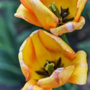 TULIPA, TULIPANO, BLUSHING APELDOORN, LILIACEAE - 3141