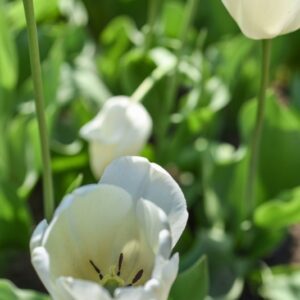TULIPA, TULIPANO, IVORY FRORDALE, LILIACEAE- 3143