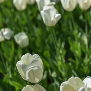TULIPA, TULIPANO, IVORY FRORDALE, LILIACEAE - 3144