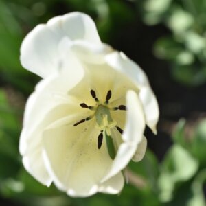 TULIPA, TULIPANO, IVORY FRORDALE, LILIACEAE- 3145