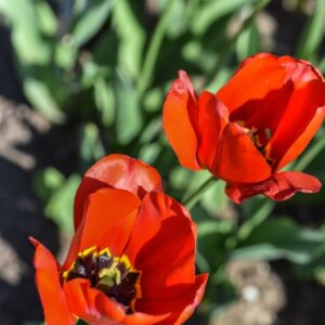 TULIPA, TULIPANO, APELDOORN ELITE, LILIACEAE - 3147