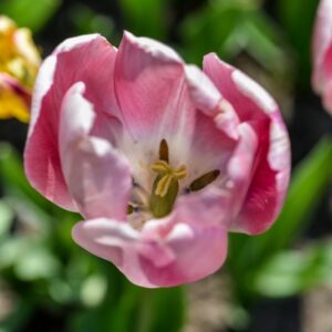 TULIPA, TULIPANO, WASHINGTON, LILIACEAE - 3149