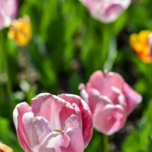TULIPA, TULIPANO, WASHINGTON, LILIACEAE - 3150