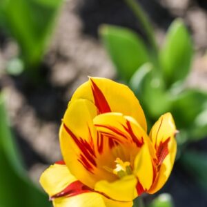 TULIPA, TULIPANO, ORANGE PRIDE, LILIACEAE - 3152