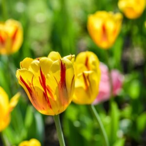 TULIPA, TULIPANO, ORANGE PRIDE, LILIACEAE - 3153