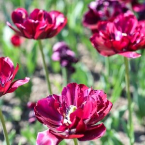TULIPA, TULIPANO, ANTRACIET, LILIACEAE - 3156
