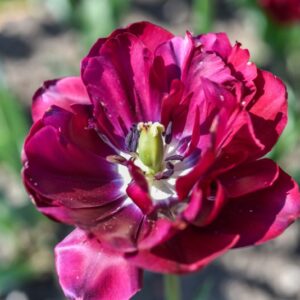 TULIPA, TULIPANO, ANTRACIET, LILIACEAE - 3155